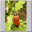 Corymbia cf rubra - Rothalsbock w07.jpg